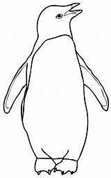 Pinguim Colorir Pinguin sketch template