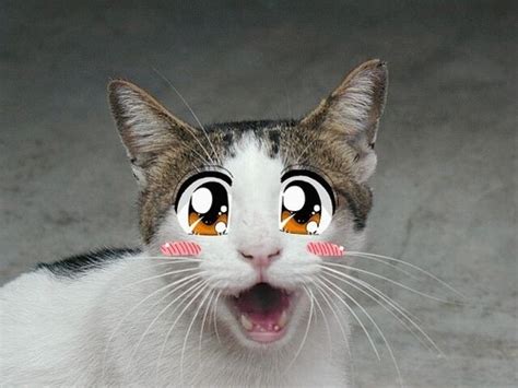 anime cat yuuram photo  fanpop