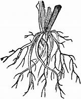 Roots Fibrous Root Clipart Clip Plant Coloring Etc Cliparts Plants Drawing Usf Edu Library Hunger Flower Larawan Na Stems Causes sketch template
