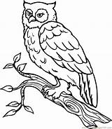 Owl Coloring Snowy Cartoon Printable Popular sketch template