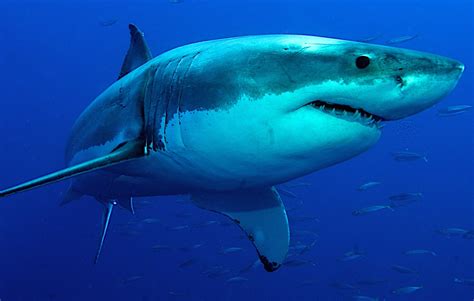siracusa avvistato uno squalo  quattro metri giornale  sicilia