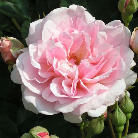 Felicia Rose Bush Trevor White Roses Buy Quality Mail Order Roses