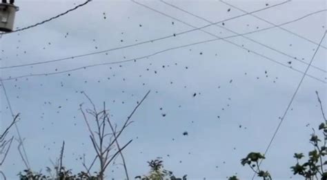 the world s weirdest weather raining giant spiders and more explained