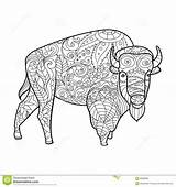 Bisonte Bison Adulti Adults Animale Vettore Caballos Stambecchi Cuadras Illustration sketch template