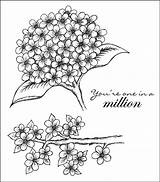 Hydrangea Pages Coloring Stamp Embroidery Flowers Templates Template Digital Clip Patterns Heartfelt 1050 1200 Creations Flower Single Rubber sketch template