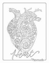 Coloring Heart Pages Adults Easy Anatomical Kids Printables Shaped sketch template
