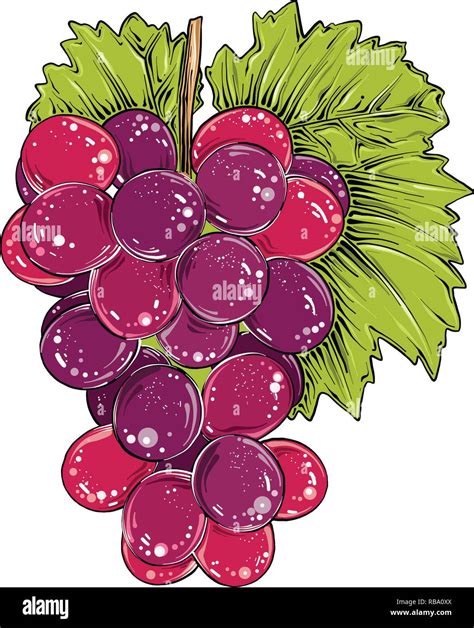 grapes drawing  color