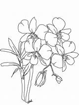 Orchid Coloring Drawing Flower Pages Line Orchids Simple Flowers Sketch Blossom Phalaenopsis Getdrawings Crafter Kitchen Table Click Moth Plant Popular sketch template