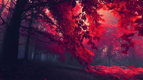 red forest trees nature extremenature red forest trees full hd