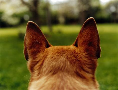 tips  dogs ear care pets grooming prices