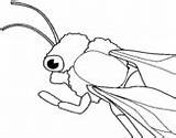 Ladybug Coloringcrew sketch template