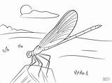 Coloring Pages Damselfly Blue Supercoloring Coloringbay Printable sketch template