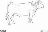 Cattle Coloring Angus Pages Cow Beef Breed Hard Animals Science Animal sketch template