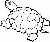 Turtle sketch template