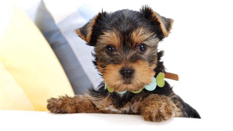 yorkshire terrier puppy wallpaper animal wallpapers