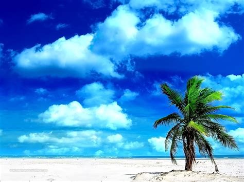 Hd Wallpapers Palm Tree Wallpapers Hd