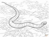 Coloriage Anaconda Serpent Tegninger Snake Cottonmouth Supercoloring Farvelægning Mamba sketch template