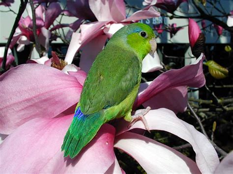 Parrotlet Breed Information Temperament Facts Care