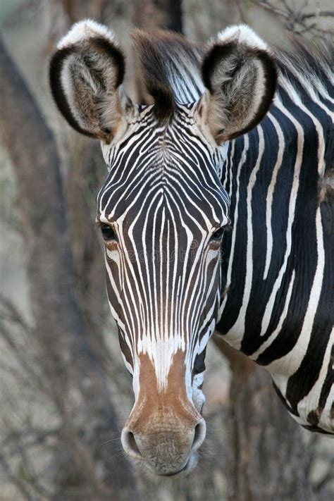 grevy zebra stock photo image  samburu safari closeup