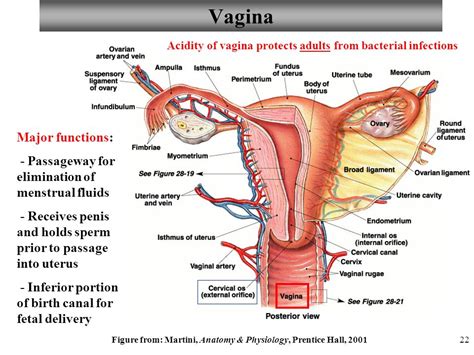 Female Vagina Anatomy Videos Nude Photos