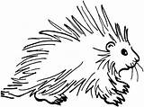 Porcupine Coloring Pages Prickly sketch template
