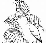 Cockatoo Coloring Pages Coloringcrew Color Madison Colored Book Popular sketch template