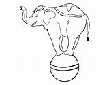 Equilibrist Elephant Coloring Coloringcrew sketch template