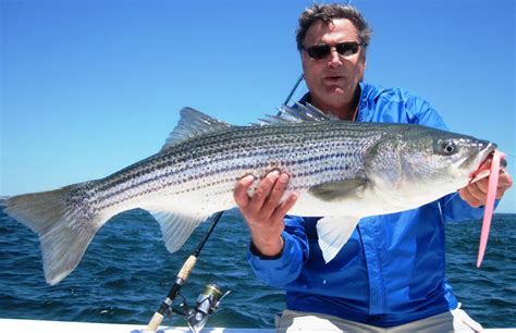 casting  stripers  monomoy salty cape