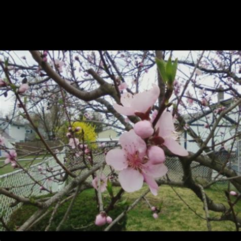 peach blossoms peach blossoms blossom garden