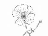 Coloring Pages Flowers Breath Printable Beautiful Babys Size Baby Print sketch template