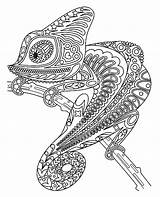 Kolorowanka Chameleon Kolorowanki Kameleon Chameleons Dorosłych Druku Relaksacyjne Doroslych Malowanki Darmowe Kamaleon sketch template