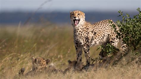 cheetah numbers crashing extinction possible
