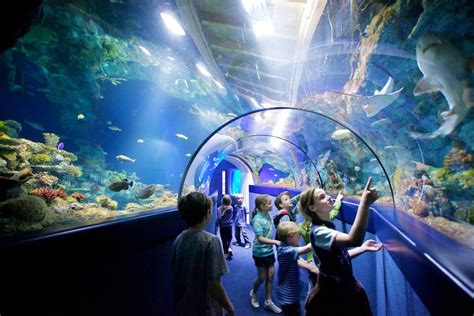 bristol aquarium tunnelcreditbristol aquarium ladies  travel