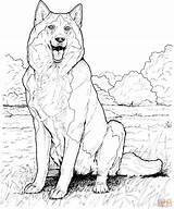 Husky Coloring Malamute Alaskan Colorare Disegni Siberian Cani Ausmalbild sketch template