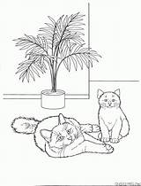 Burmese Cat Colorkid Coloring sketch template