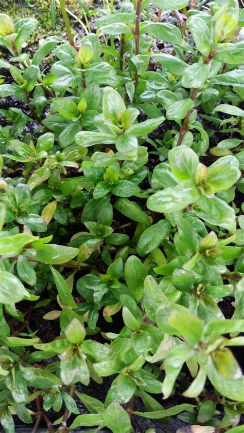 Sale Aquarium Plant Hygrophila Polysperma Rosanervig Dwarf