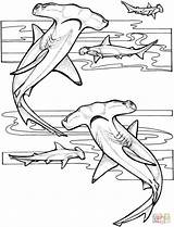 Sharks Albanysinsanity sketch template