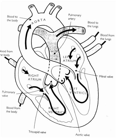 anatomical heart coloring pages luxury top  anatomy coloring pages