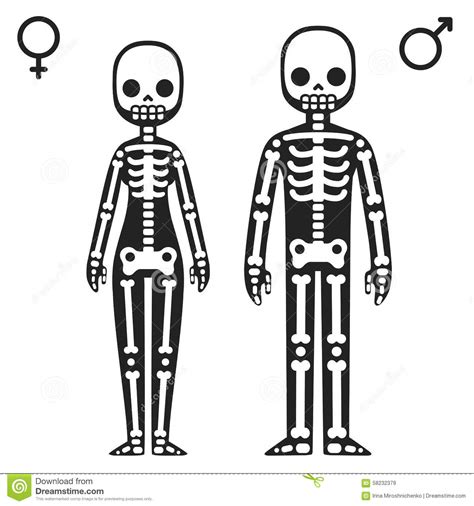 male and female skeletons stock vector image 58232379