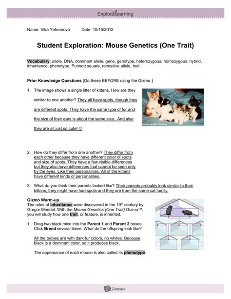 Student exploration mouse genetics one trait answer key