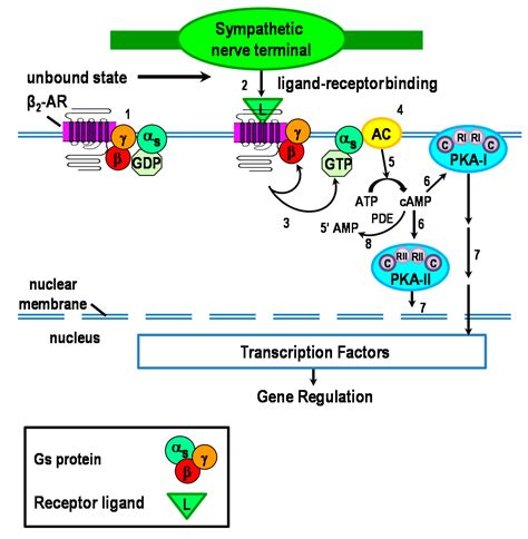ijms  full text molecular mechanisms underlying  adrenergic