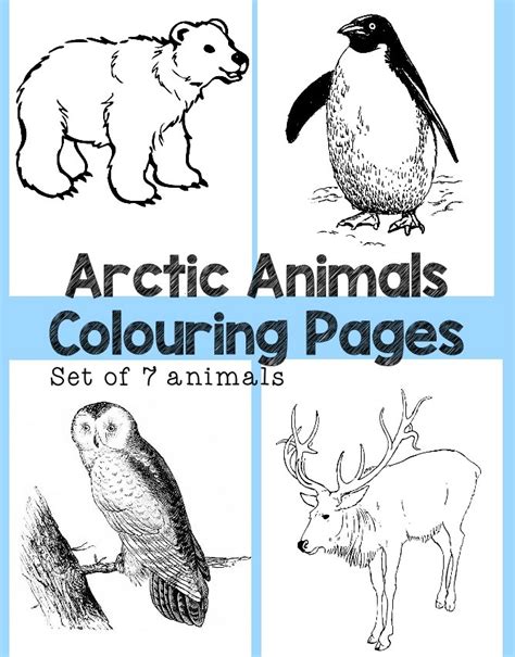arctic animals colouring pages   playroom