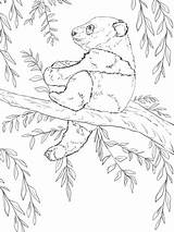 Panda Coloring Baby Tree Pages Sits Climbing Bears Giant Supercoloring Animals Red Sitting sketch template