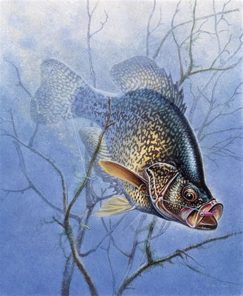 images  crappie  pinterest wall mount underwater  fish paintings