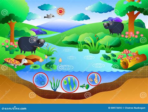 ecosystem cartoons illustrations vector stock images