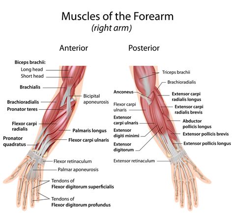muscles  forearm wrist