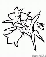 Kolorowanka Kwiat Lilia Wodna Kwiaty Kolorowanki Colorkid sketch template