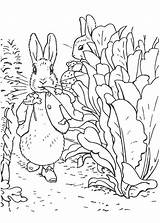 Rabbit Peter Coloring Garden Radish Walking Sheet Kids sketch template
