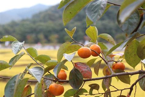 american persimmon trees buying growing guide treescom