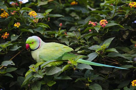 Facts About Indian Ringneck Parakeets